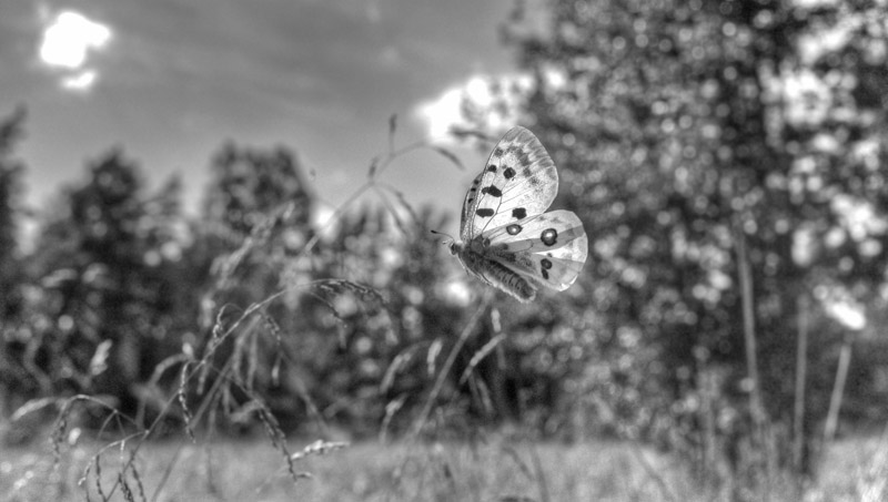 Apollo, Parnassius apollo. Loftahammar, Smland, Sverige. d. 9 July 2010. Photographer; Lars Andersen