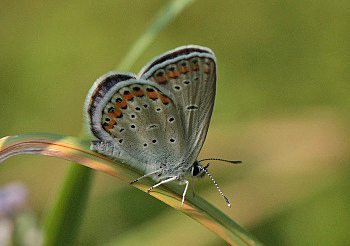 Astragelblfugl, Plebejus argyrognomon han. Smland. Sverige d. 10 juli 2010. Fotograf: Lars Andersen