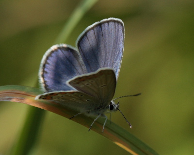 Astragelblfugl, Plebejus argyrognomon han. Smland. Sverige d. 10 juli 2010. Fotograf: Lars Andersen