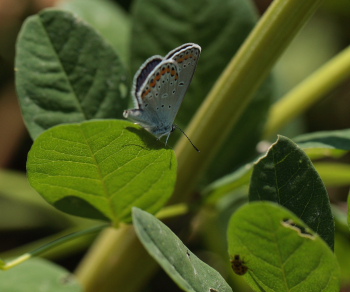 Astragelblfugl, Plebejus argyrognomon han. Smland. Sverige d. 10 juli 2010. Fotograf: Lars Andersen