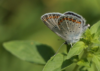 Astragelblfugl, Plebejus argyrognomon han. Smland. Sverige d. 10 juli 2010. Fotograf: Lars Andersen