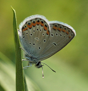 Astragelblfugl, Plebejus argyrognomon han. Smland. Sverige d. 10 juli 2010. Fotograf: Lars Andersen