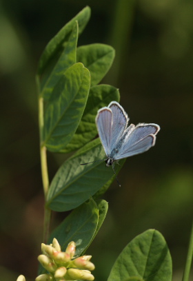 Astragelblfugl, Plebejus argyrognomon han. Smland. Sverige d. 10 juli 2010. Fotograf: Lars Andersen