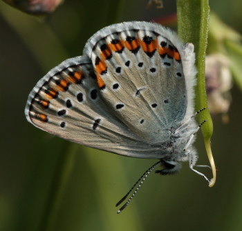 Astragelblfugl, Plebejus argyrognomon hun. Smland. Sverige d. 10 juli 2010. Fotograf: Lars Andersen