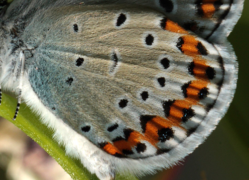 Astragelblfugl, Plebejus argyrognomon hun. Smland. Sverige d. 10 juli 2010. Fotograf: Lars Andersen