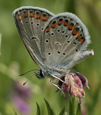 Astragelblfugl, Plebejus argyrognomon han. Smland. Sverige d. 10 juli 2010. Fotograf: Lars Andersen