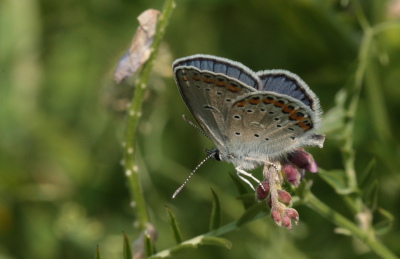 Astragelblfugl, Plebejus argyrognomon han. Smland. Sverige d. 10 juli 2010. Fotograf: Lars Andersen