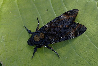 Ddningehoved, Acherontia atropos (Linnaeus, 1758) nyklkket fra importerede g. Lille Salby d. 31 September. Fotograf; Peter Mllmann