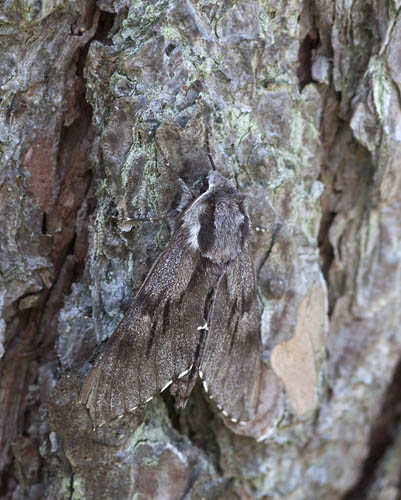 Fyrresvrmer, Hyloicus pinastri. Asserbo Plantage d. 14 maj 2010. Fotograf: Lars Andersen