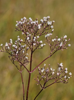 Krybende Baldrian, Valeriana sambucifolia. Stigsåkra, Lund, Skåne, Sverige. d. 31 august 2010. Fotograf: Lars Andersen