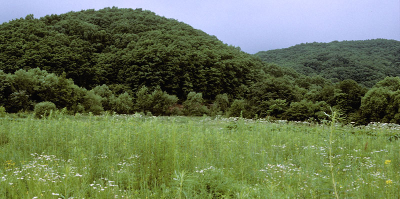 Lokalitet for Amur-Skovhvidvinge, Leptidea amurensis han. Vladivostok, Ussuri, Rusland. juli 2002. Fotograf; Tom Nygaard Kristensen
