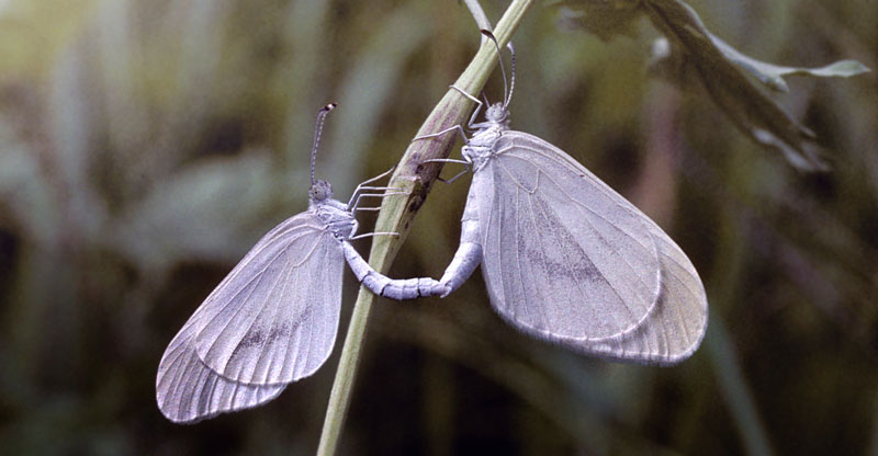 Amur-Skovhvidvinge, Leptidea amurensis han. Vladivostok, Ussuri, Rusland. juli 2002. Fotograf; Tom Nygaard Kristensen