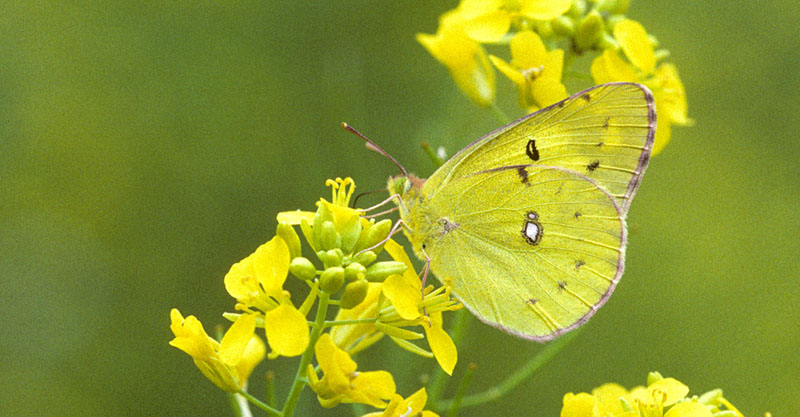 Japansk Gul Hsommerfugl, Colias poliographus (Motschulsky, 1860). Vladivostok, Ussuri, Rusland juli 2002. Fotograf; Tom Nygaard Kristensen