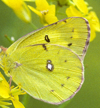 Japansk Gul Hsommerfugl, Colias poliographus (Motschulsky, 1860). Vladivostok, Ussuri, Rusland juli 2002. Fotograf; Tom Nygaard Kristensen