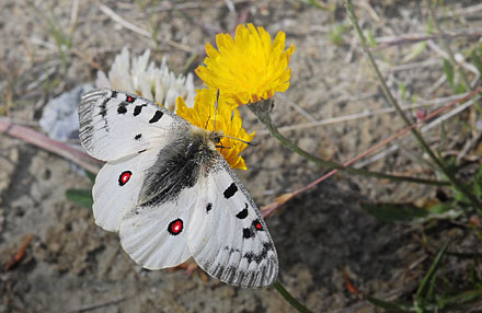 Alpeapollo, Parnassius phoebus ssp.: sacerdos han.  Val Roseg Elevation: 2000 m. Graubnden, Schweiz d 13 juli 2003. Fotograf; Tom Nygaard Kristensen