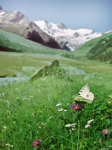 Alpeapollo, Parnassius phoebus ssp.: sacerdos han.  Val Roseg Elevation: 2000 m. Graubnden, Schweiz d 13 juli 2003. Fotograf; Tom Nygaard Kristensen