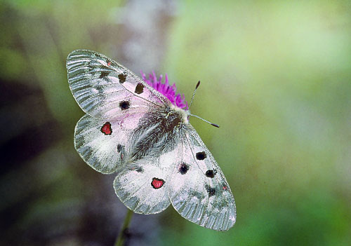 Alpeapollo, Parnassius phoebus ssp.: sacerdos hun.  Val Roseg Elevation: 2000 m. Graubnden, Schweiz d 13 juli 2003. Fotograf; Tom Nygaard Kristensen