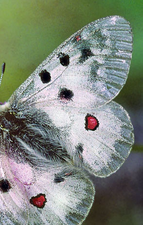 Alpeapollo, Parnassius phoebus ssp.: sacerdos hun.  Val Roseg Elevation: 2000 m. Graubnden, Schweiz d 13 juli 2003. Fotograf; Tom Nygaard Kristensen