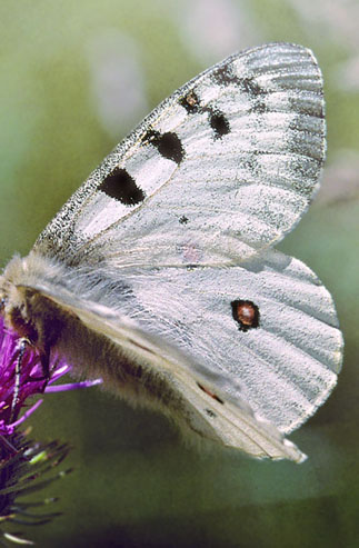 Alpeapollo, Parnassius phoebus ssp.: sacerdos han.  Val Roseg Elevation: 2000 m. Graubnden, Schweiz d 13 juli 2003. Fotograf; Tom Nygaard Kristensen