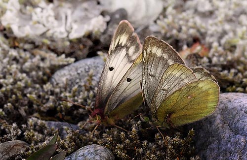 Bjerghsommerfugl, Colias phicomone (Esper, 1780). Val Roseg Elevation: 2000 m. Graubnden, Schweiz d 20 juli 2010. Fotograf; Tom Nygaard Kristensen