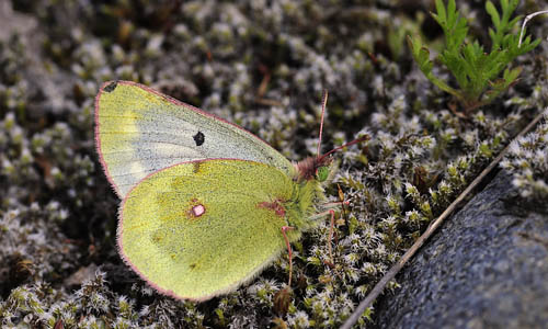 Bjerghsommerfugl, Colias phicomone (Esper, 1780). Val Roseg Elevation: 2000 m. Graubnden, Schweiz d 20 juli 2010. Fotograf; Tom Nygaard Kristensen