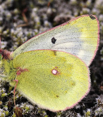 Bjerghsommerfugl, Colias phicomone (Esper, 1780). Val Roseg Elevation: 2000 m. Graubnden, Schweiz d 20 juli 2010. Fotograf; Tom Nygaard Kristensen