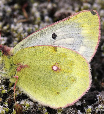 Bjerghsommerfugl, Colias phicomone (Esper, 1780). Val Roseg Elevation: 2000 m. Graubnden, Schweiz d 20 juli 2010. Fotograf; Tom Nygaard Kristensen