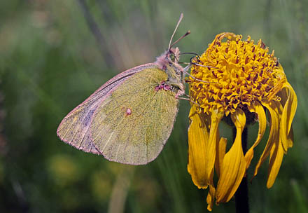 Bjerghsommerfugl, Colias phicomone (Esper, 1780). Val Roseg Elevation: 2000 m. Graubnden, Schweiz d 20 juli 2010. Fotograf; Tom Nygaard Kristensen