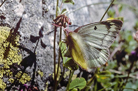 Bjerghsommerfugl, Colias phicomone (Esper, 1780). Val Roseg Elevation: 2000 m. Graubnden, Schweiz d 20 juli 2010. Fotograf; Tom Nygaard Kristensen