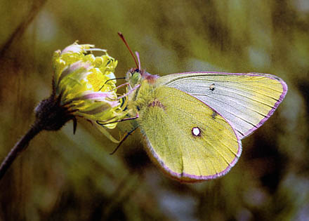 Bjerghsommerfugl, Colias phicomone (Esper, 1780). Val Roseg Elevation: 2000 m. Graubnden, Schweiz d 20 juli 2010. Fotograf; Tom Nygaard Kristensen