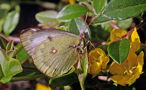 Bjerghsommerfugl, Colias phicomone (Esper, 1780). Mofenpass,  Graubnden, Schweiz d 14 juli 2015. Fotograf; Tom Nygaard Kristensen