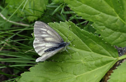 Mrk Bjergklsommerfugl, Pieris bryoniae hun. Val Roseg Elevation: 2000 m. Graubnden, Schweiz d 21 juli 2010. Fotograf; Tom Nygaard Kristensen