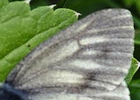 Mrk Bjergklsommerfugl, Pieris bryoniae hun. Val Roseg Elevation: 2000 m. Graubnden, Schweiz d 21 juli 2010. Fotograf; Tom Nygaard Kristensen