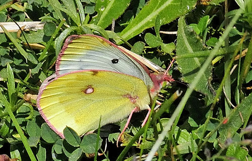 Bjerghsommerfugl, Colias phicomone (Esper, 1780). Udine, Friuli-Venezia, Italien d 5  juli 2015. Fotograf; Tom Nygaard Kristensen