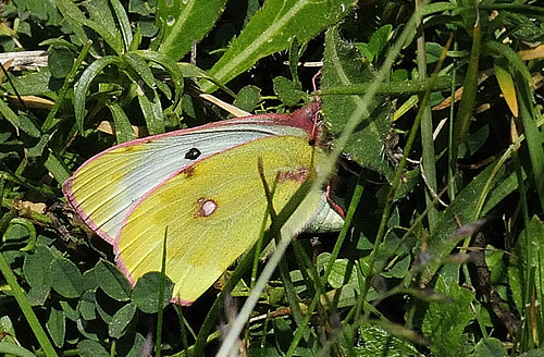 Bjerghsommerfugl, Colias phicomone (Esper, 1780). Udine, Friuli-Venezia, Italien d 5  juli 2015. Fotograf; Tom Nygaard Kristensen