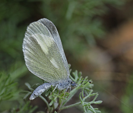 Grn Skovhvidvinge, Leptidea duponcheli. Skiti,Kozani, Grkenland d 7 maj  2015. Fotograf; Tom Nygaard Kristensen