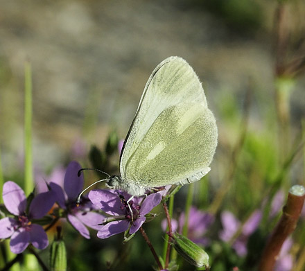 Grn Skovhvidvinge, Leptidea duponcheli. Skiti,Kozani, Grkenland d 8 maj  2015. Fotograf; Tom Nygaard Kristensen