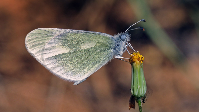 Grn Skovhvidvinge, Leptidea duponcheli. Skiti,Kozani, Grkenland d 8 maj  2015. Fotograf; Tom Nygaard Kristensen