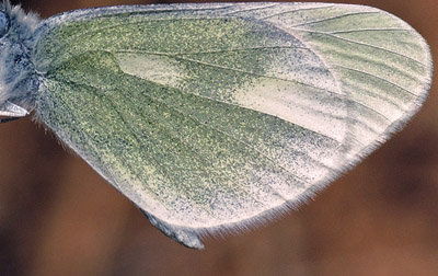 Grn Skovhvidvinge, Leptidea duponcheli. Skiti,Kozani, Grkenland d 8 maj  2015. Fotograf; Tom Nygaard Kristensen