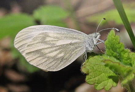 Stor Skovhvidvinge, Leptidea morsei. Rupea, Transsylvanien, Rumnien d. 27 april 2014. Fotograf; Tom Nygaard Kristensen