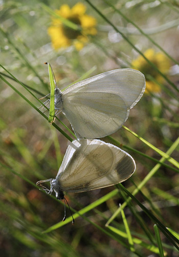 Grn Skovhvidvinge, Leptidea duponcheli. Staryj, Krym Halven, Ukraine d 22 juni 2010. Fotograf; Tom Nygaard Kristensen