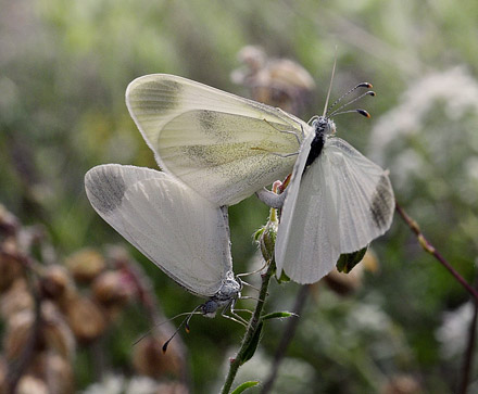 Grn Skovhvidvinge, Leptidea duponcheli. Staryj, Krym Halven, Ukraine d 22 juni 2010. Fotograf; Tom Nygaard Kristensen