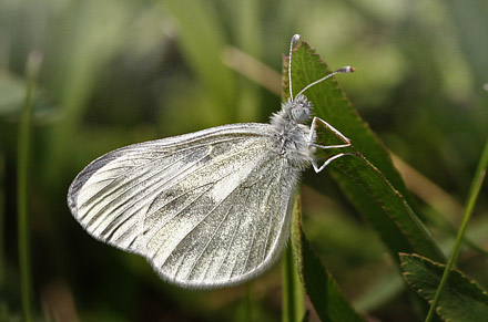 Grn Skovhvidvinge, Leptidea duponcheli. Staryj, Krym Halven, Ukraine d 1 maj  2011. Fotograf; Tom Nygaard Kristensen