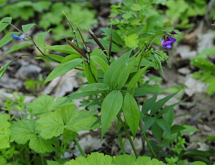 Lokalitet med Vr-Fladblg, Lathyrus vernus for Stor Skovhvidvinge, Leptidea morsei. Rupea, Transsylvanien, Rumnien d. 27 april 2014. Fotograf; Tom Nygaard Kristensen