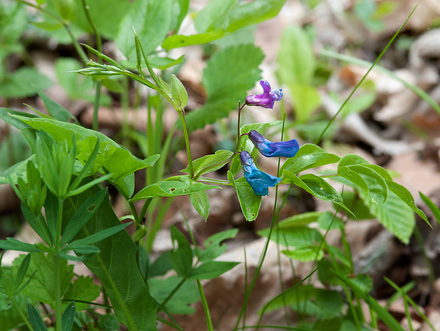 Lokalitet med Vr-Fladblg, Lathyrus vernus for Stor Skovhvidvinge, Leptidea morsei. Rupea, Transsylvanien, Rumnien d. 28 april 2014. Fotograf; Tom Nygaard Kristensen