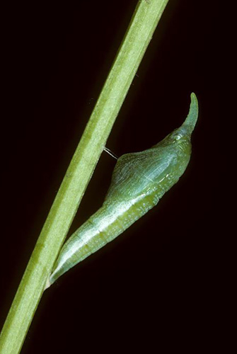 Aurora, Anthocharis cardamines forvandling til puppe. Djursland Strand, Jylland d. 25 maj 1996. Fotograf; Tom Nygaard Kristensen