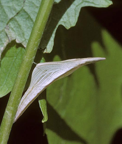 Aurora, Anthocharis cardamines forvandling til puppe. Djursland Strand, Jylland d. 25 maj 1996. Fotograf; Tom Nygaard Kristensen