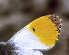 Aurora, Anthocharis cardamines han hungerform. Hvidinge Krat, Østjylland d. 8 maj 1996. Fotograf; Tom Nygaard Kristensen