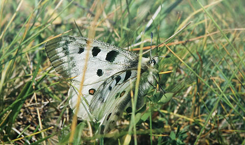 Alpeapollo, Parnassius phoebus ssp.: sacerdos (Stichel, 1906) f. gazeli. La Gordolasque-Vallon des Verrairiers, Alps Maritime, sydstlige Frankrig Primo august 1988. Fotograf; Lars Andersen