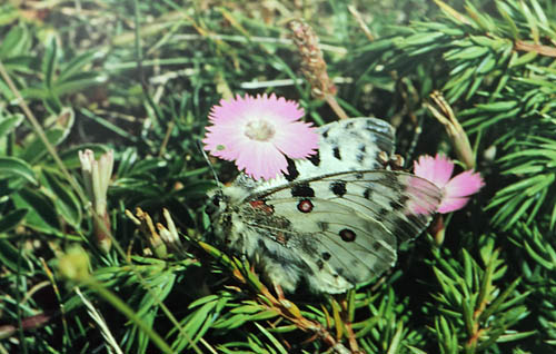 Alpeapollo, Parnassius phoebus ssp.: sacerdos (Stichel, 1906) f. gazeli. La Gordolasque-Vallon des Verrairiers, Alps Maritime, sydstlige Frankrig Primo august 1988. Fotograf; Lars Andersen